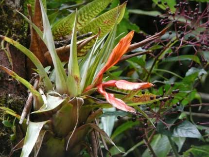 parque
